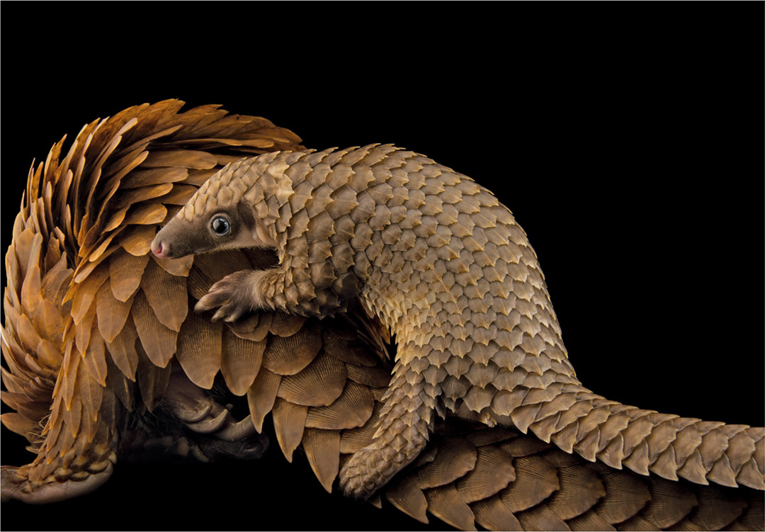 Baby-pangolin-on-tail About Us